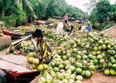 Kinh nghiệm du lịch Bến Tre – về thăm xứ dừa