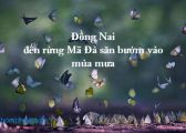 Đồng Nai – đến rừng Mã Đà săn bướm vào mùa mưa