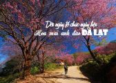 Dời ngày tổ chức ngày hội hoa mai anh đào Đà Lạt