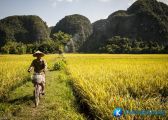 [Ninh Bình] đắm chìm trong Tam Cốc mùa lúa chín