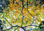 Những địa điểm ngắm lá phong đẹp ngay tại Việt Nam