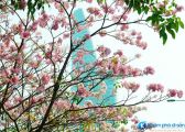 “Đà Lạt thu nhỏ” giữa lòng Sài Gòn những ngày tháng 4