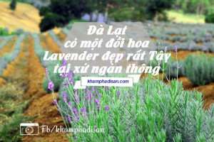 Đà Lạt – có một đồi hoa Lavender đẹp rất Tây tại xứ ngàn thông