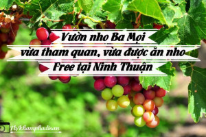 Vườn nho Ba Mọi – vừa tham quan, vừa được ăn nho Free tại Ninh Thuận