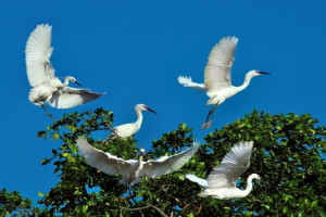 [Cà Mau] sân chim Cà Mau điểm đến không được bỏ qua khi đến vùng “đất Mũi”