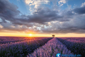 [Pháp] Thiên đường hoa oải hương Provence