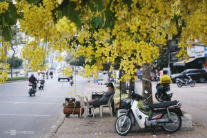 TP HCM – Hoa vàng nở trong thành phố