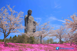 [Nhật Bản] Từ hoa anh đào cho đến Nemophila, Mùa xuân ở Ibaraki là mùa của các loại hoa !