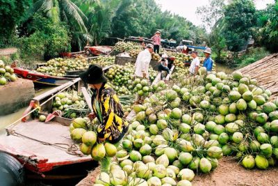 Kinh nghiệm du lịch Bến Tre – về thăm xứ dừa