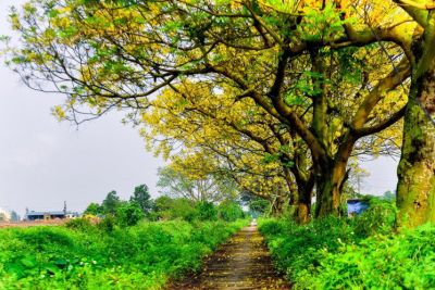 Hà Nội – con đường hoa điệp rực vàng vùng ngoại ô