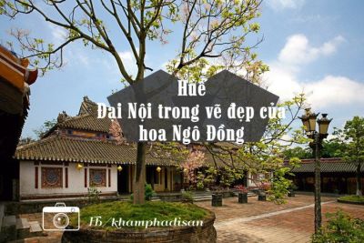 Huế – Đại Nội trong vẽ đẹp của hoa Ngô Đồng