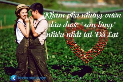 Khám phá những vườn dâu được “săn lùng” nhiều nhất tại Đà Lạt