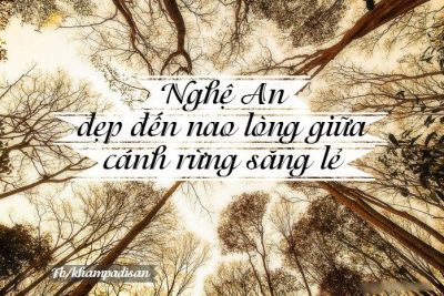 Nghệ An – đẹp đến nao lòng giữa cánh rừng săng lẻ