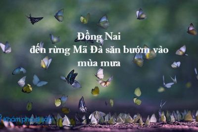 Đồng Nai – đến rừng Mã Đà săn bướm vào mùa mưa