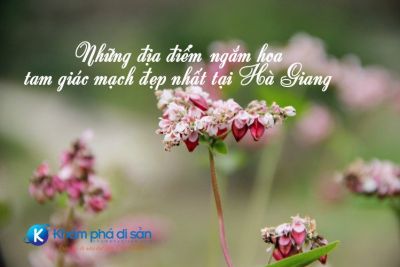 Những địa điểm ngắm hoa tam giác mạch đẹp nhất tại Hà Giang