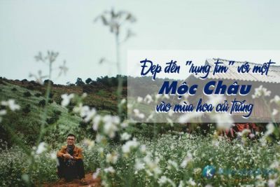 Đẹp đến “rụng tim” với một Mộc Châu vào mùa hoa cải trắng