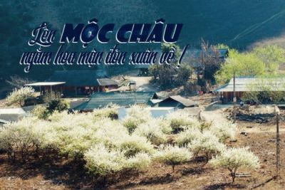 Lên Mộc Châu ngắm hoa mận đón xuân về