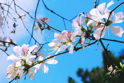 Du lịch Điện Biên tươi mới với “Về miền Hoa Ban”