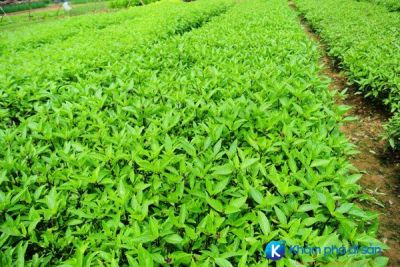 [Quảng Nam] Làng rau Trà Quế nơi khách du lịch làm nông dân