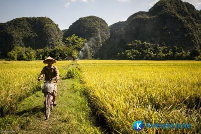 [Ninh Bình] đắm chìm trong Tam Cốc mùa lúa chín