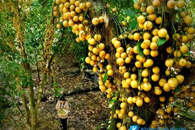 [Bình Dương] khám phá vườn cây ăn trái Lái Thiêu “thánh địa” của các loại trái cây