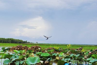 [Đồng Tháp] kinh nghiệm du lịch vườn quốc gia Tràm Chim