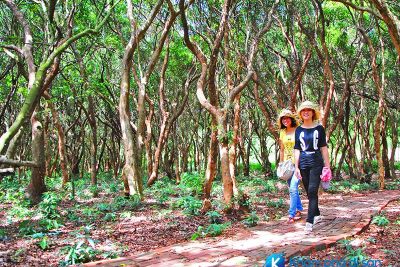 [Quảng Ninh] khám phá rừng trâm trên đảo Minh Châu