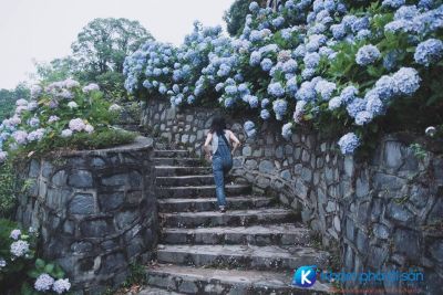 [Cao Bằng] đẹp đến ngỡ ngàng với vườn hoa cẩm tú cầu tại Phia Đén