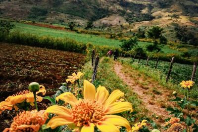 [Gia Lai] Tháng 11 đến Gia Lai tham gia Lễ hội hoa dã quỳ Chư Đăng Ya năm 2017