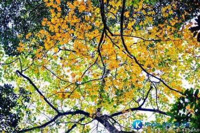 Những địa điểm ngắm lá phong đẹp ngay tại Việt Nam