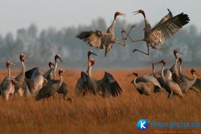 [Hậu Giang] Rừng tràm chim Vị Thủy vẻ đẹp của mãnh đất Hậu Giang
