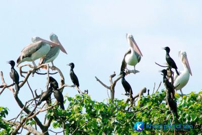 [Bạc Liêu] Vườn chim Bạc Liêu – một thế giới khác của loài chim