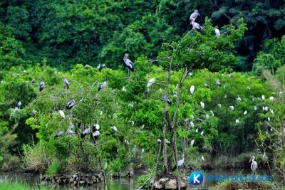 [Sóc Trăng] Vườn cò Tân Long điểm du lịch sinh thái hấp dẫn tại Sóc Trăng