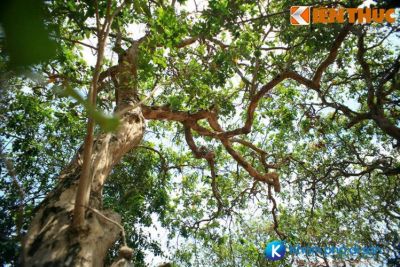 [Bạc Liêu] khám phá vườn nhãn cổ hơn trăm năm tuổi tại Bạc Liêu