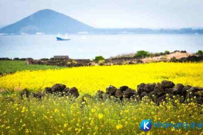 [Hàn Quốc] những điều thú vị làm đốn tim du khách tại “thiên đường Jeju”