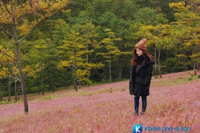 Mùa đông này, đến Đà Lạt tham gia Lễ Hội Cỏ Hồng đẹp ngất ngây