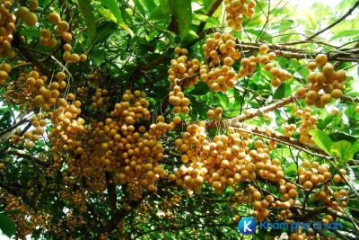[Cà Mau] Vườn dâu Cái Tàu “vương quốc” của loài dâu