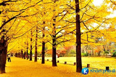 [Hàn Quốc] Những kinh nghiệm cần biết khi đến du lịch Đảo Nami