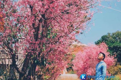 [Đà Lạt] những lý do để bạn kiếm cớ đến Đà Lạt trong những ngày đầu năm
