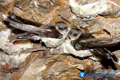 [Bình Định] Đảo Yến – Mảnh đất của loài chim yến
