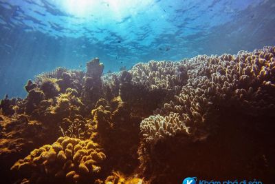 [Nha Trang] Đảo Hòn Mun – chạm đáy đại dương