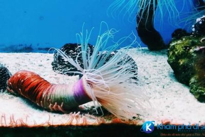 [Nha Trang] Viện Hải Dương học – cung đường chạm đấy đại dương