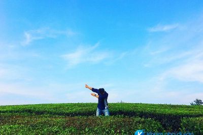 [Phú Thọ] Vẻ đẹp đồi chè Long Cốc