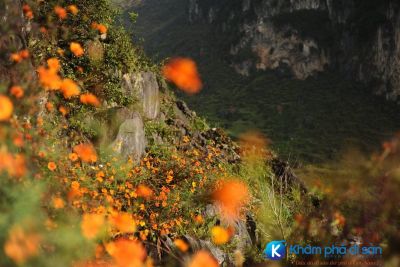 [Hà Giang] Cúc cam “người tình mùa thu” của Hà Giang