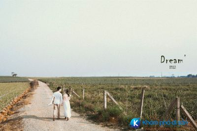 [Ninh Bình] Nông trại dứa Đồng Giao “thánh địa sống ảo” mới toanh tại vùng đất Ninh Bình