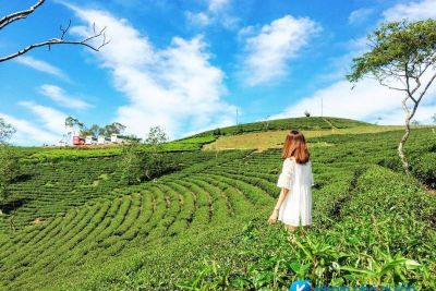 [Đà Lạt] Tận hưởng không gian trong lành ở Đồi chè Cầu Đất