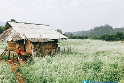 [Mộc Châu] Lên Bản Thung Cuông ngắm hoa cải nở trắng trời