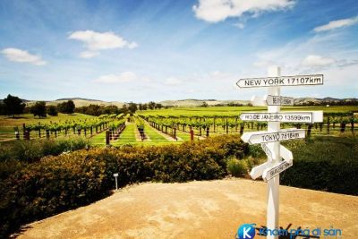[Australia] Thiên đường lãng mạn mang tên Barossa Valley