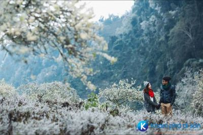 [Mộc Châu] Thung lũng mận Nà Ka – “thiên đường” trên cao nguyên xanh