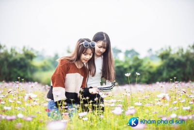 [Nghệ An] Những cánh đồng hoa tuyệt đẹp tại Nghệ An vào cuối năm
